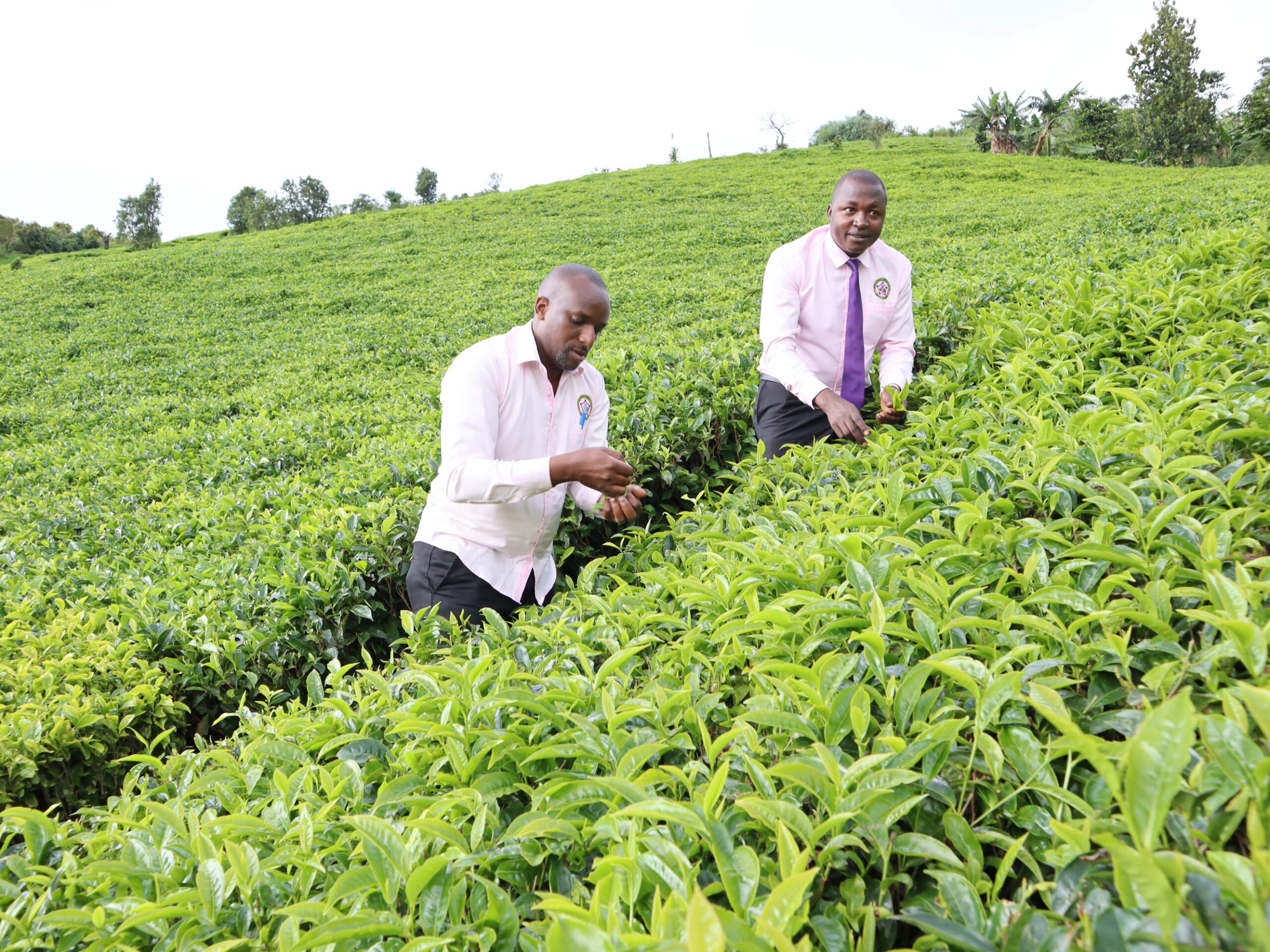 Staff learning how to harvest tea